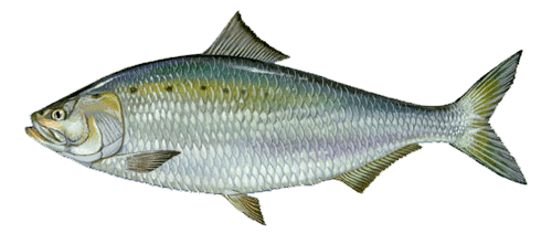 American Shad